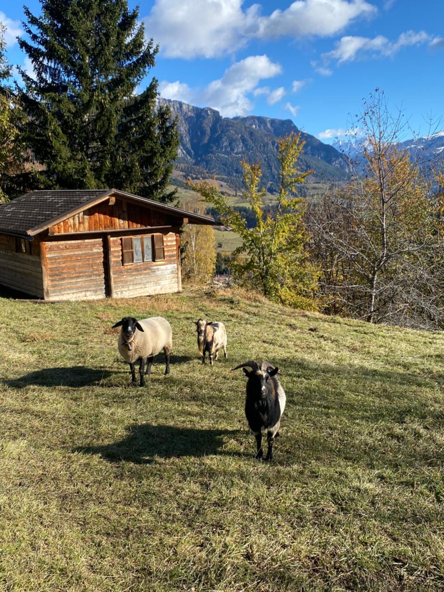 Encia'S Home Dolomiti 卡斯特罗迪费耶美 外观 照片